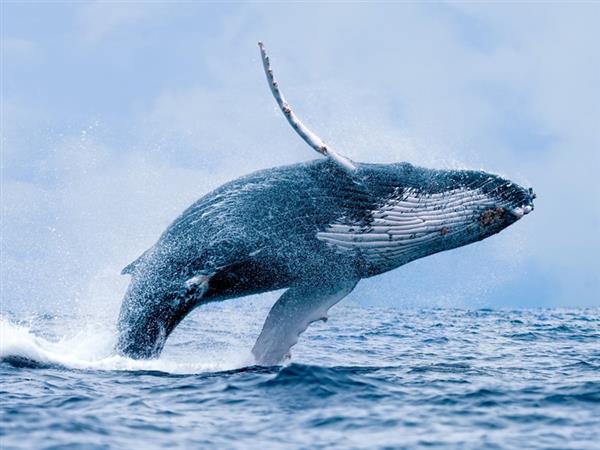 Mơ thấy cá voi có điềm báo gì